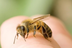 Bị ong đốt có nguy hiểm không và cách sơ cứu khi bị ong đốt hiệu quả