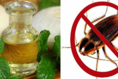 Mẹo đuổi gián hiệu quả chỉ với nguyên liệu đơn giản trong nhà bếp