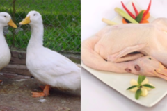 Mẹo nhổ lông vịt nhanh, sạch lông măng đơn giản và tiết kiệm thời gian