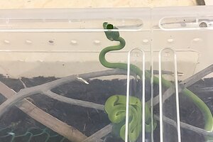 Mua rắn lục đuôi đỏ về làm thú cưng, bé trai 13 tuổi bị cắn suýt chết