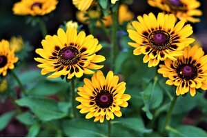 Tử vi 12 cung hoàng đạo 14/5/2022: Thiên Bình đối mặt không ít sự căng thẳng