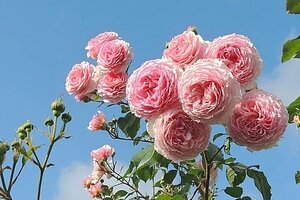 Tử vi 12 cung hoàng đạo 5/7/2022: Thiên Bình không nên quá khắt khe với người ấy