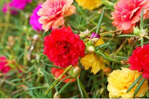 Tử vi 12 cung hoàng đạo 6/7/2022: Công việc của Bọ Cạp diễn ra khá suôn sẻ