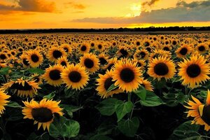 Tử vi 12 cung hoàng đạo 7/7/2022: Song Ngư sẽ có một ngày bình yên