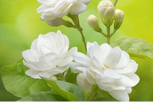 Tử vi 12 cung hoàng đạo 12/7/2022: Công việc của Bạch Dương hôm nay khá tốt