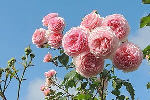 Tử vi 12 cung hoàng đạo 24/8: Bạch Dương là một người dễ bị tổn thương