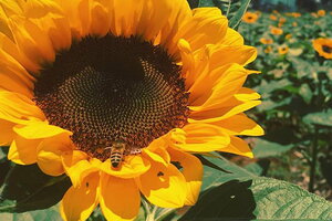 Tử vi 12 cung hoàng đạo 30/8: Sư Tử rất nhạy cảm hơn bình thường