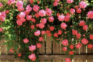 Tử vi 12 cung hoàng đạo 9/9: Song Tử cảm thấy rất hào hứng