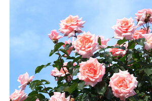 Tử vi 12 cung hoàng đạo 10/9: Bạch Dương rất nóng tính và vội vàng