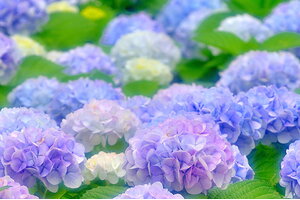 Tử vi 12 cung hoàng đạo 22/9: Song Ngư là người rất đa sầu đa cảm