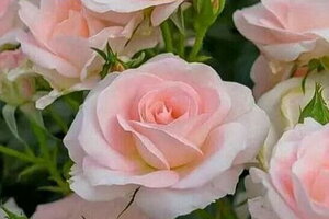 Tử vi 12 cung hoàng đạo 7/10: Thiên Bình là một người rất sâu sắc