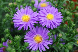 Tử vi 12 cung hoàng đạo 20/10: Song Ngư chẳng còn dựa dẫm vào