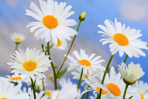 Tử vi 12 cung hoàng đạo 4/11: Bọ Cạp đang có nhiều mục tiêu theo đuổi