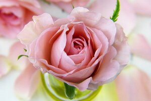 Tử vi 12 cung hoàng đạo 9/11: Song Ngư bớt mơ mộng và sống rất thực tế