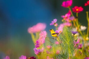 Tử vi 12 cung hoàng đạo 15/11: Tài chính của Cự Giải khá thuận lợi