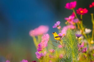 Tử vi 12 cung hoàng đạo 17/11: Sư Tử muốn khẳng định bản lĩnh