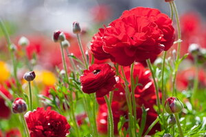 Tử vi 12 cung hoàng đạo 13/12: Ma Kết sẽ cần khắc phục tính lười nhác