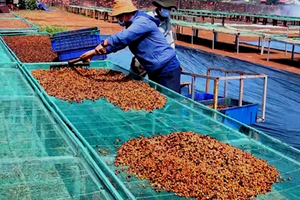Giá cà phê 13/7/2025: Robusta và Arabica đi ngang, giữ mức ổn định