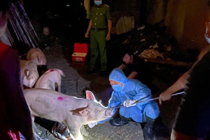 Phú Thọ phát hiện xe tải chở lợn nghi nhiễm dịch tả đi tiêu thụ, công an vào cuộc quyết liệt