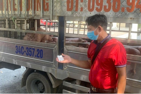 Dịch tả lợn châu Phi lan rộng rãi: Người dân cần cảnh giác cao độ