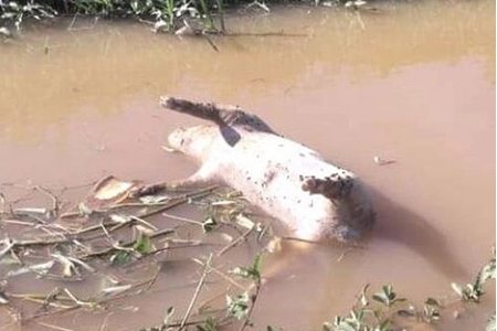 Kinh hãi heo bệnh trôi nổi trên mặt kênh