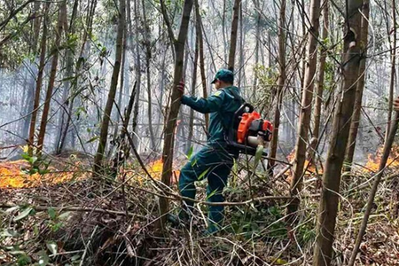 2ha rừng ở Đà Nẵng bị thiêu rụi hoàn toàn trong 1 đêm
