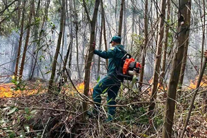 2ha rừng ở Đà Nẵng bị thiêu rụi hoàn toàn trong 1 đêm