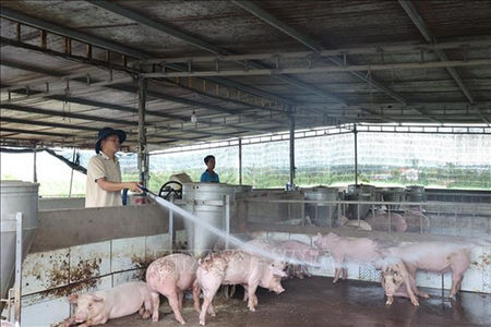  Gần 600 tấn lợn bị tiêu huỷ vì dịch tả lợn châu Phi tái bùng phát