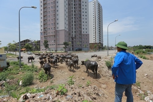 30 dự án khi Hà Tây nhập về Hà Nội ‘đứng hình’: Nhiều chủ đầu tư bế tắc