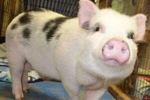 Giá heo hơi hôm nay ngày 24/11: Miền Bắc giảm mạnh, Miền Nam tăng nhẹ