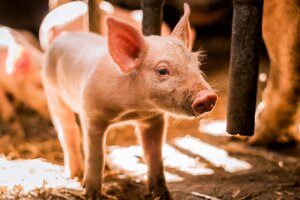 Giá heo hơi hôm nay 6/12: Tăng nhẹ tại một số tỉnh ở 2 miền Nam, Bắc