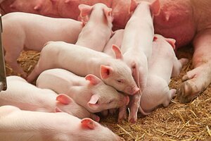 Giá heo hơi hôm nay 8/12/2021: Tăng rải rác tại nhiều tỉnh, thành