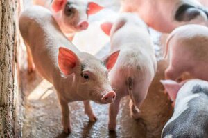 Giá heo hơi hôm nay 20/12: Giảm nhẹ ở nhiều địa phương trên cả nước