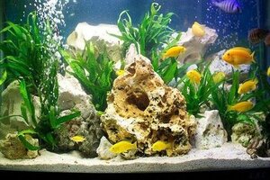 Ngã xuống bể cá của gia đình, bé gái 2 tuổi tử vong thương tâm