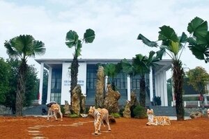 Di dời 5 bức tượng hổ 'dị dạng' ra khỏi vườn hoa quảng trường thị xã Phú Thọ