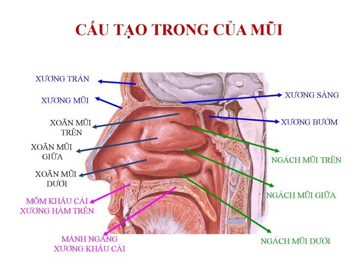 nguyên nhân bị nghẹt mũi