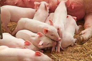 Giá heo hơi hôm nay 28/1: Tiếp tục tăng nhẹ ở miền Trung, Nam