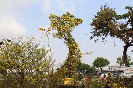 Cây mai vàng hình chữ S giá 2 tỉ đồng