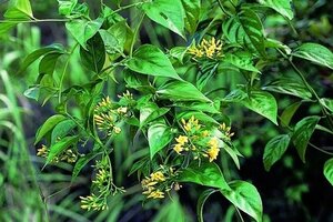 Nghi mâu thuẫn với nhà chồng, thiếu phụ 15 tuổi ăn lá ngón tự tử