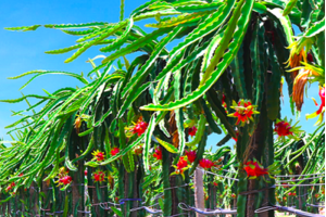 Cổ phiếu HAG được "giải cứu"