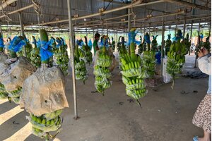 HAG bị huỷ niêm yết, 30. 000 cổ đông HAGL có thể khởi kiện