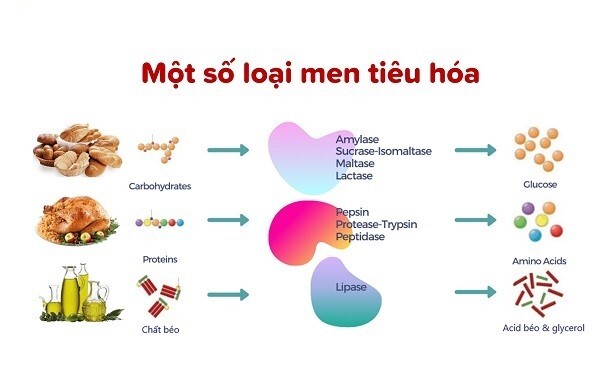 trẻ uống men tiêu hóa