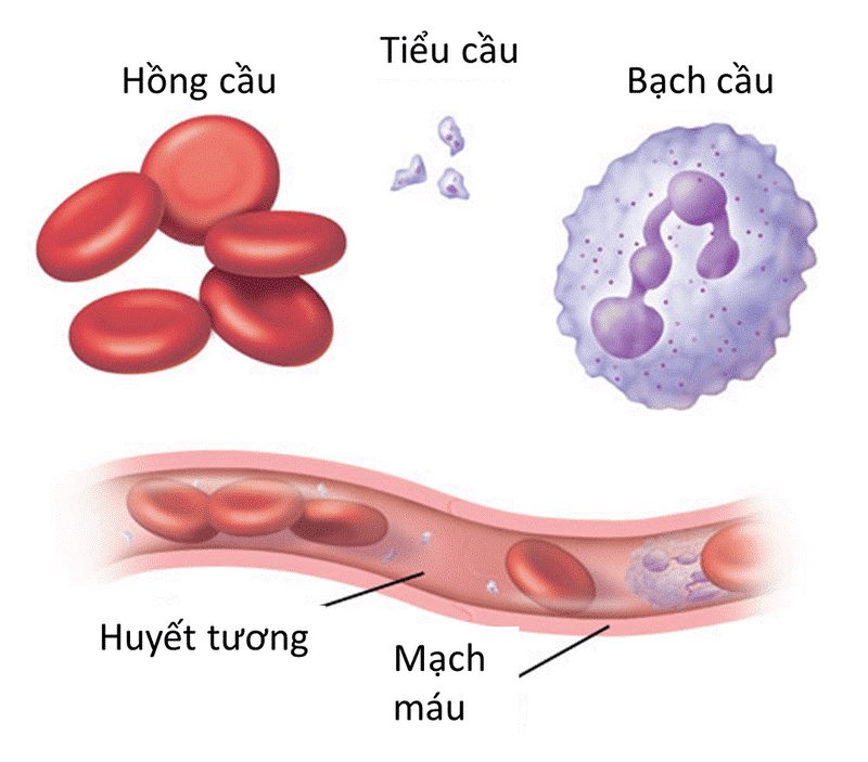 Thuốc hoạt huyết bổ não