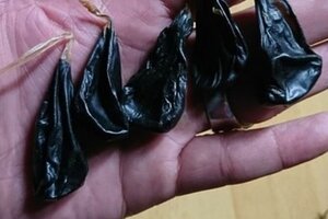 Bé sơ sinh ngừng tim, ngừng thở sau khi uống mật khỉ để 'phòng bệnh'