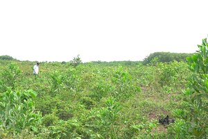 Đề nghị thu hồi dự án 200 ha thuộc Tập đoàn FLC tại Quảng Trị