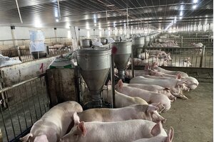 Heo ăn chuối Bapi Hoàng Anh Gia Lai ra mắt vào ngày 11/3
