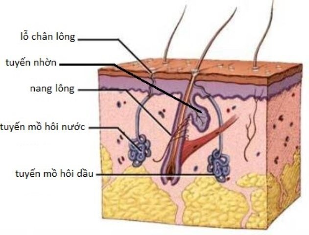 ra mồ hôi tay