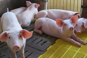 Giá heo hơi hôm nay 21/3: Tăng-giảm rải rác ở cả 3 miền