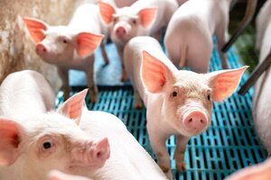 Giá heo hơi hôm nay 23/3: Tăng nhẹ tại nhiều tỉnh,thành ở cả 3 miền