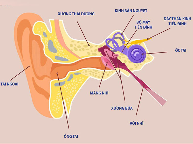 Rối loạn tiền đình uống thuốc gì